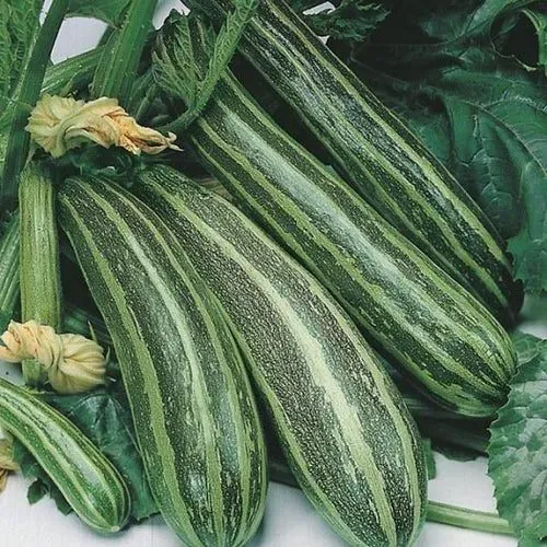De Tuinen van MergenMetz Cocozelle de Tripolis courgettezaden 10 stuks