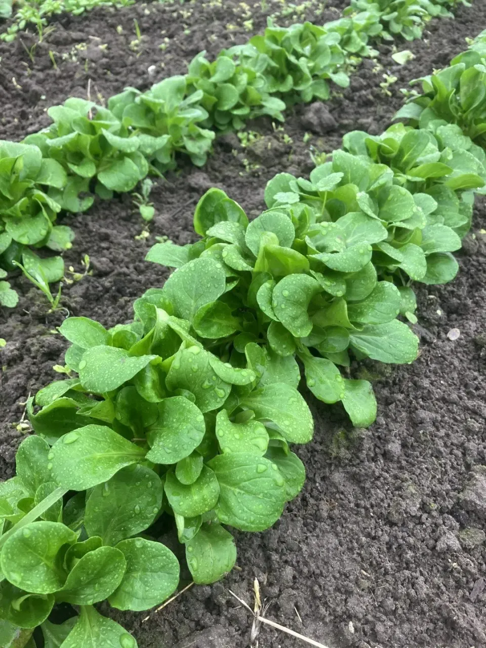 Vitale Rassen Veldsla Coquille de Louviers zaden onbespoten