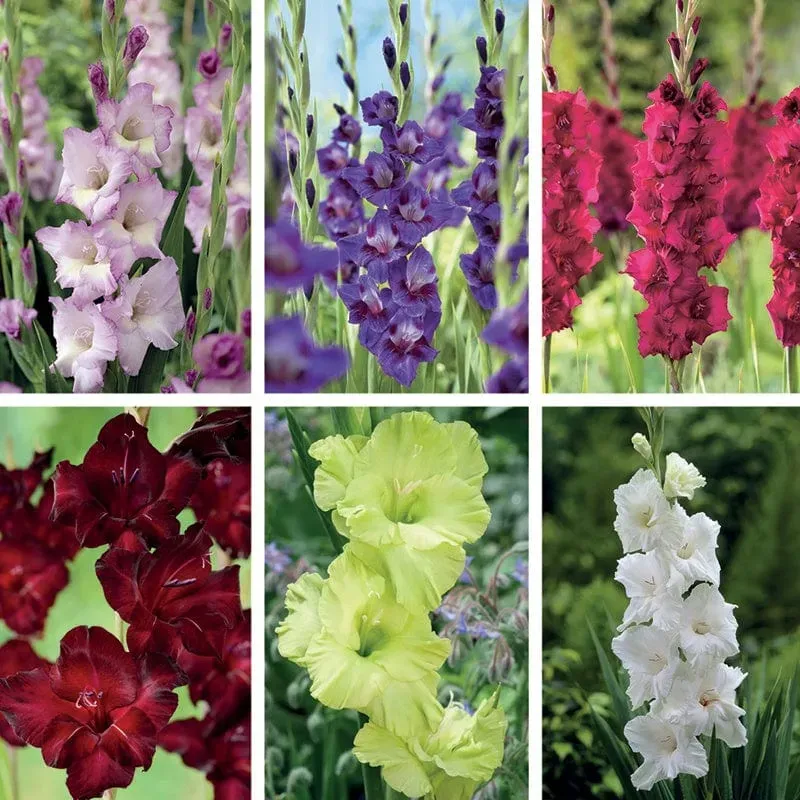 World Botanics Gladioli Border Collection bloembollen 90 stuks mix