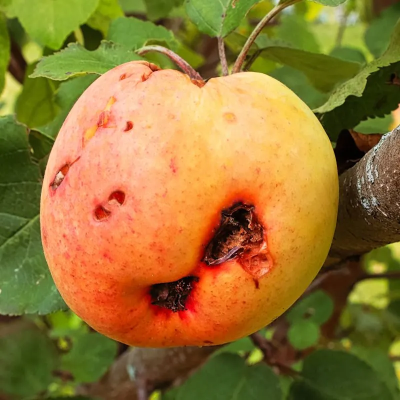 Steinernema aaltjes tegen fruitmot 60 m2 bomen
