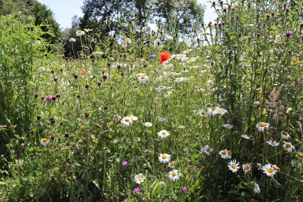MediGran Landschapsflora LZ-1 bloemenmengsel zandgrond