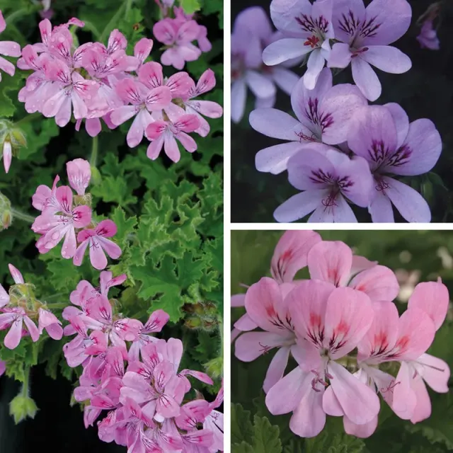 World Botanics Pelargonium Scented Collection planten 15 stuks