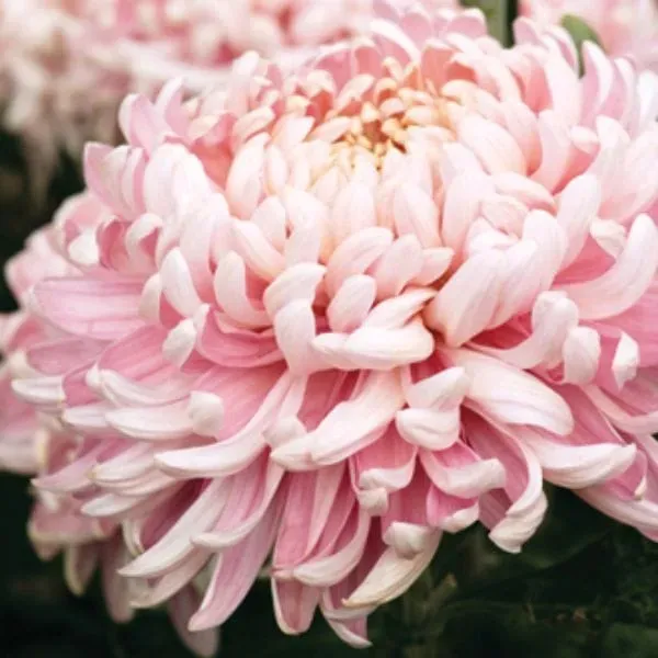 Woolmans Allouise Pink chrysant jonge planten 5 stuks