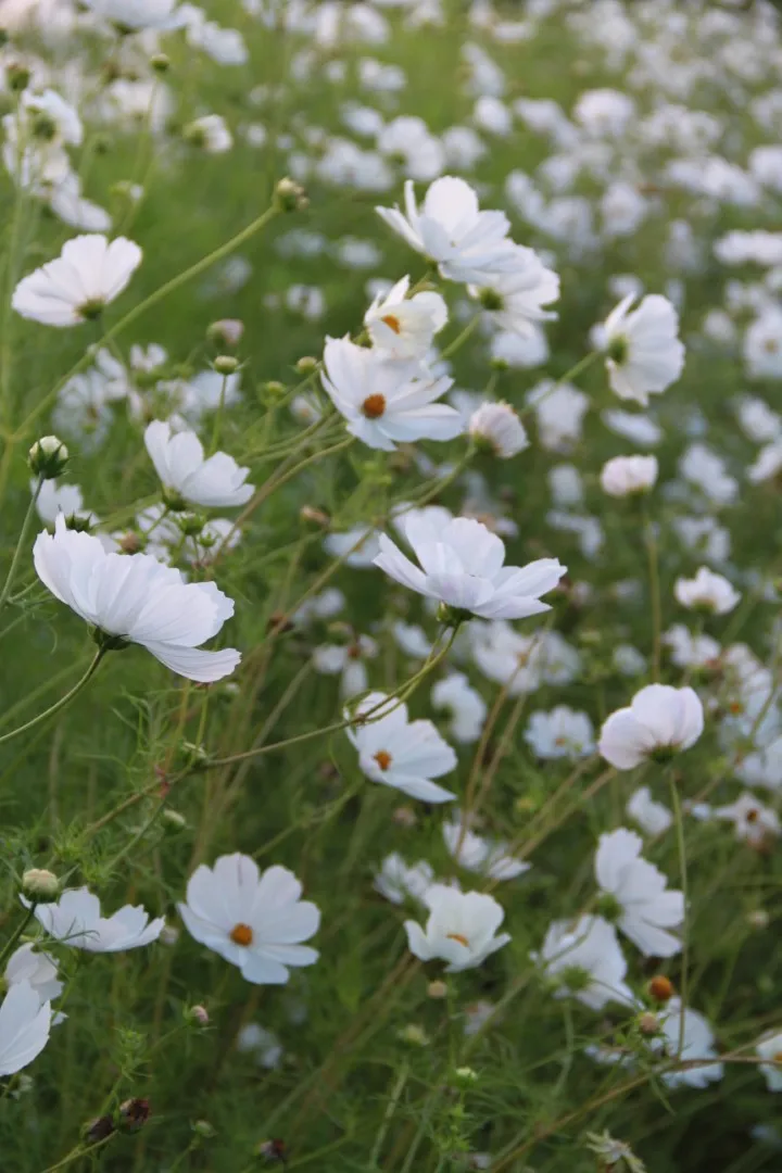 Vitale Rassen Cosmos Wit bloemzaden onbespoten