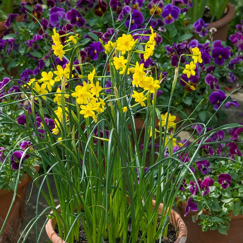 World Botanics Narcissus Baby Moon narcisbollen geel 15 stuks