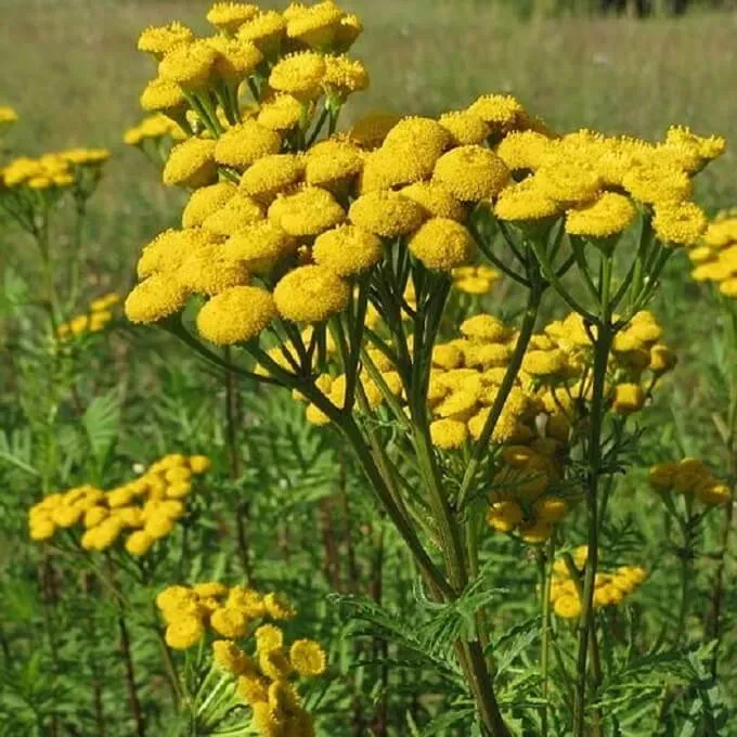MediGran Tanacetum vulgare Boerenwormkruid zaden onbespoten