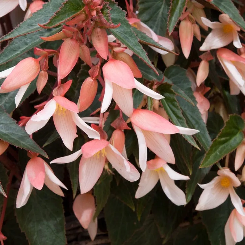 World Botanics Starshine Appleblossom begonia 5 stek