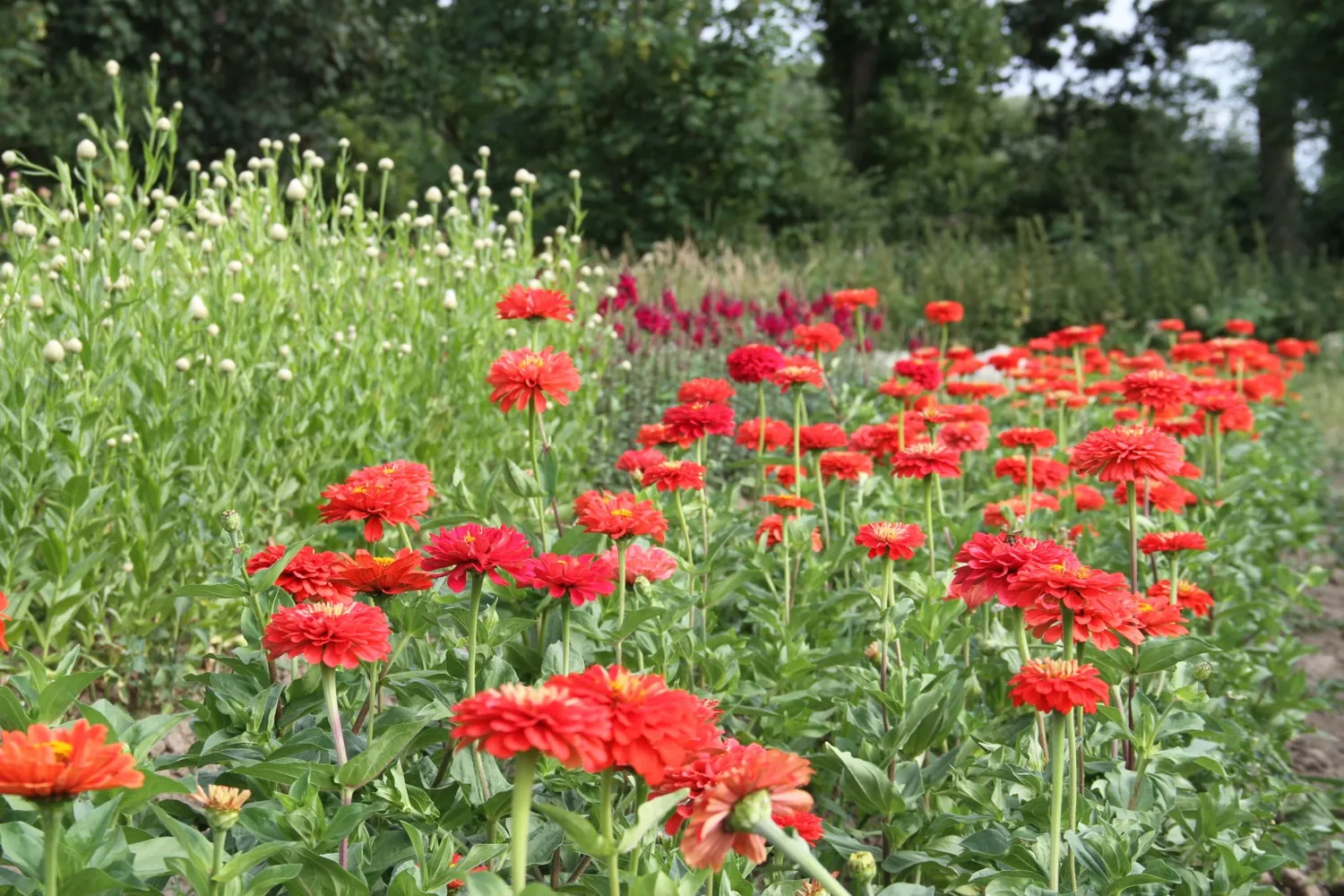 Vitale Rassen Giant Corral zinniazaden koraalrood