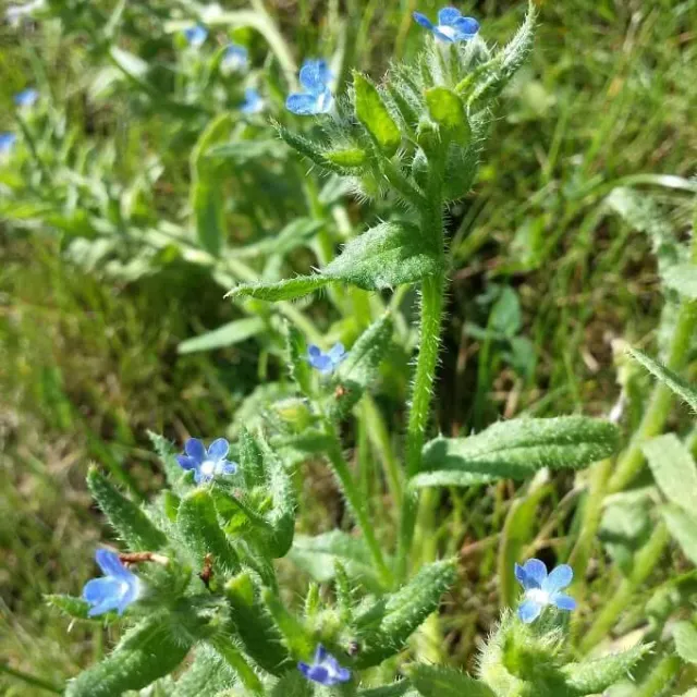 MediGran Anchusa arvensis zaden kromhals onbespoten
