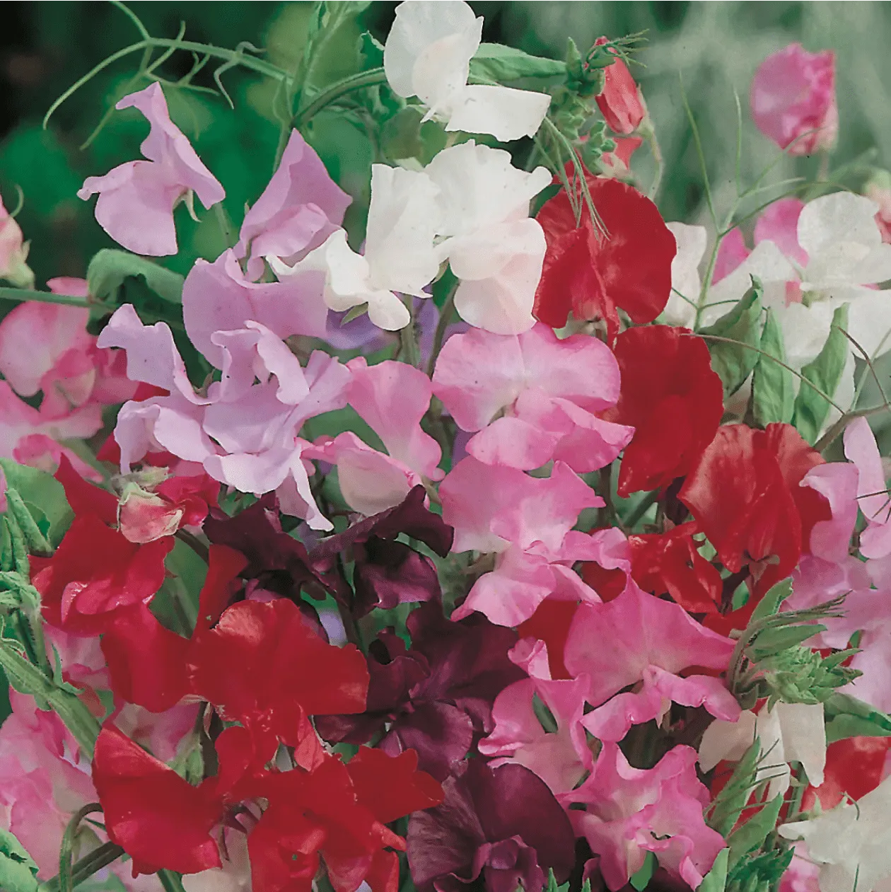 World Botanics Royal Mixed reukerwt zaden gemengd geurend
