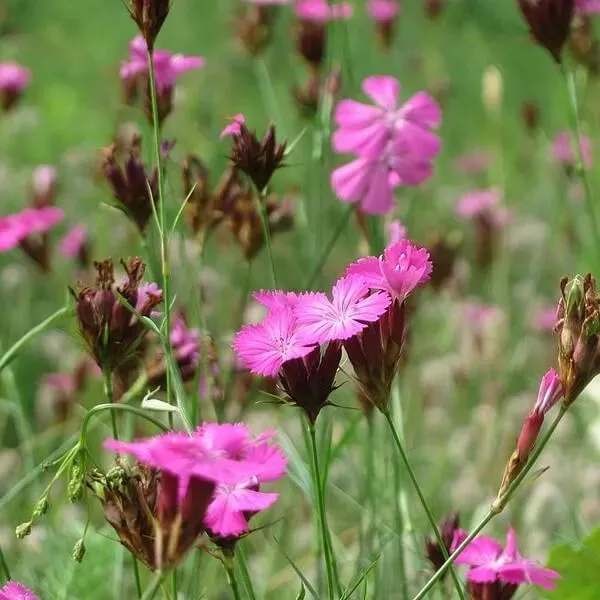 MediGran Dianthus carthusianorum kartuizer anjer zaden
