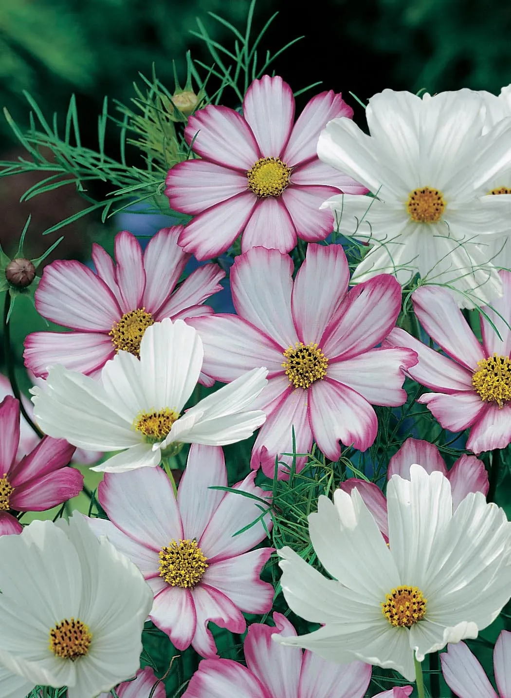 World Botanics Cosmos Peppermint Rock zaden roze-wit