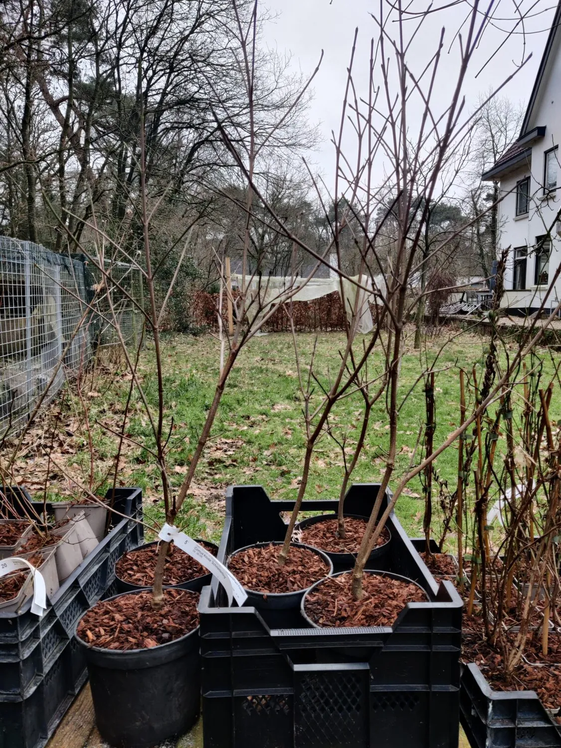 De Tuinen van MergenMetz Schmetterling kornoelje plant 1 meter