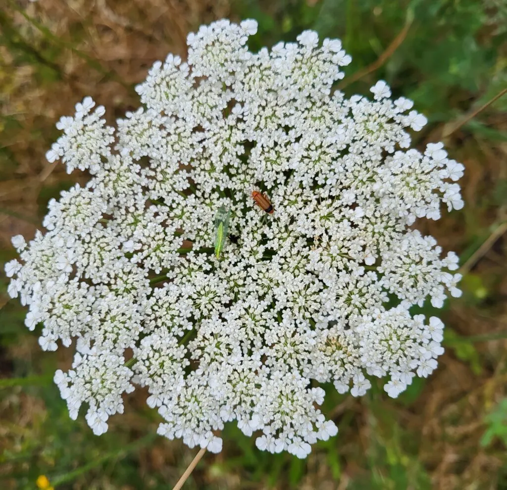 MediGran Daucus carota wilde peen zaden onbespoten