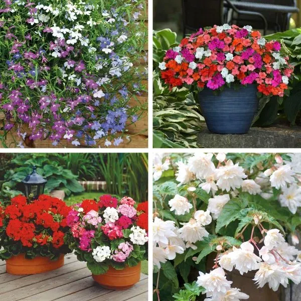 World Botanics hangmand bloemenplanten collectie zomerbloeiers mix