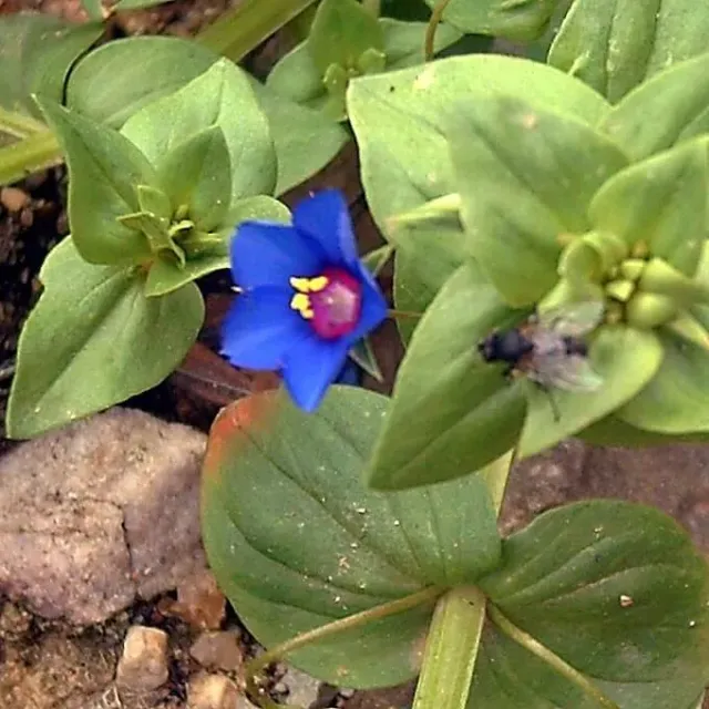 MediGran Anagallis arvensis blauw guichelheil zaden eenjarig