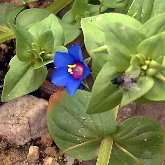 MediGran Anagallis arvensis blauw guichelheil zaden eenjarig