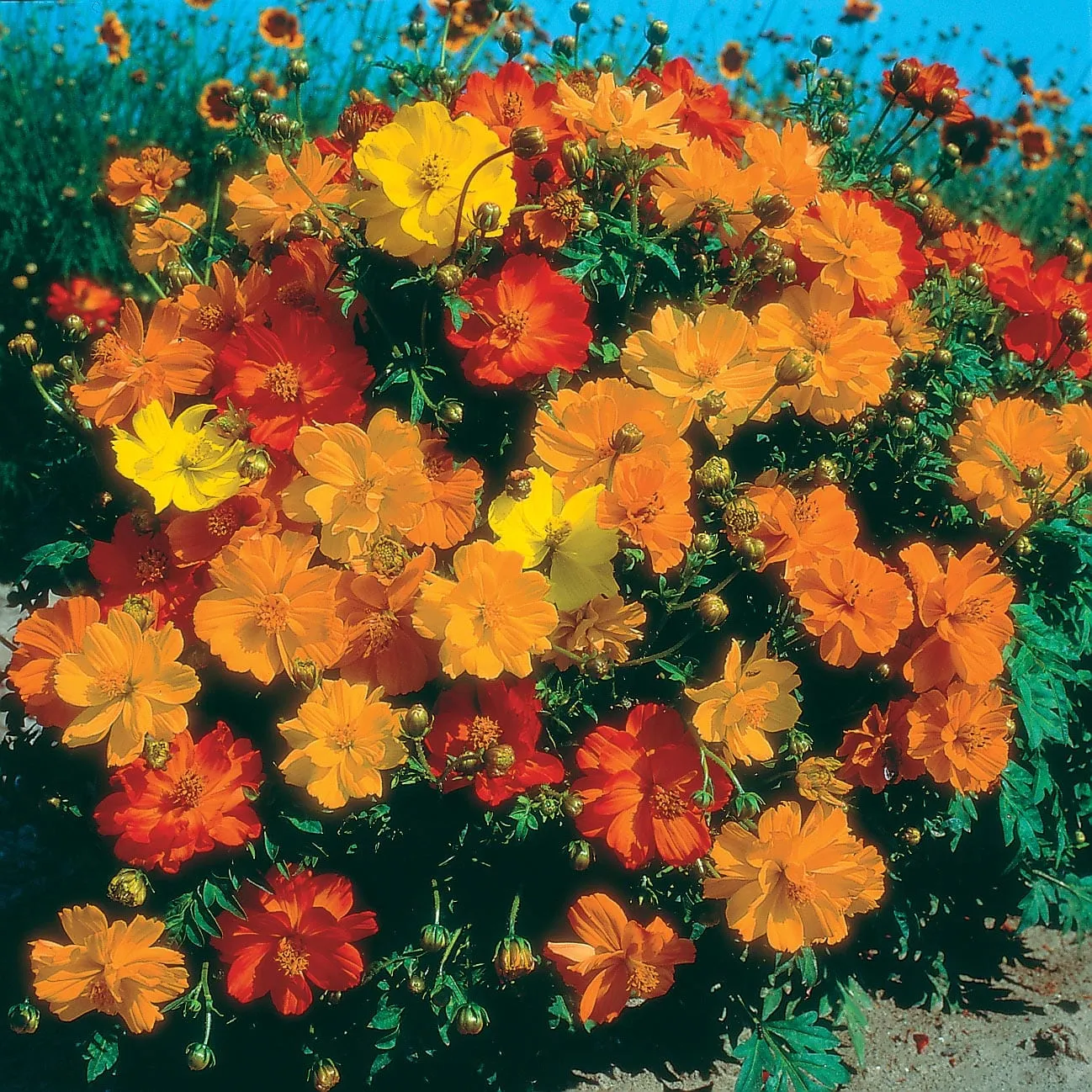 Johnsons Cosmos Ladybird Mixed bloemzaden compact roze