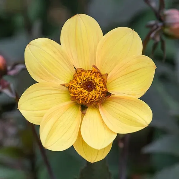 World Botanics Dahlia Bishop Of York dahlia knol 1 stuk geel