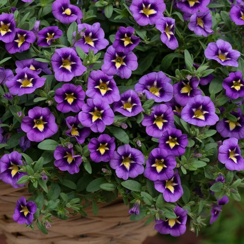 World Botanics Calibrachoa Bumble Bee Blue planten 5 stuks