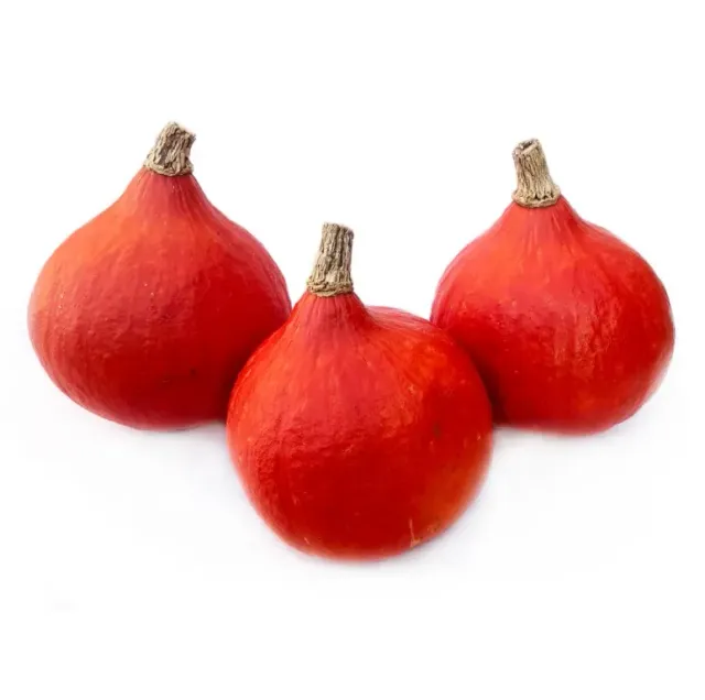 Vitale Rassen Pompoen oranje Hokkaido Denis zaden