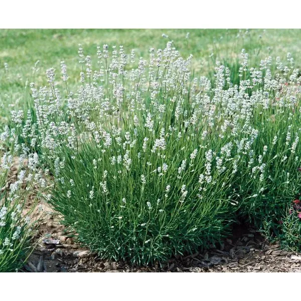 World Botanics Lavendel Edelweiss plant 1 x 9cm witte bloemen