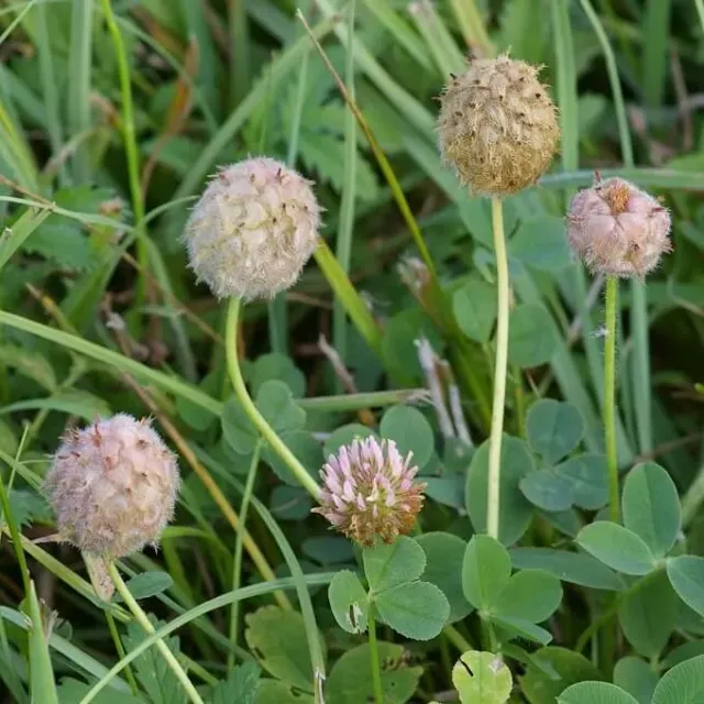 MediGran Trifolium Fragiferum Aardbeiklaver Zaden