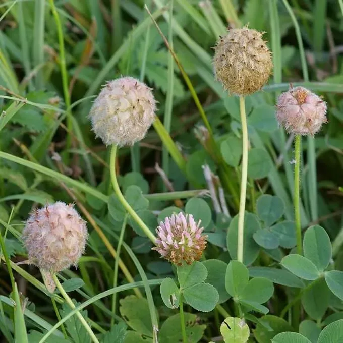 MediGran Trifolium Fragiferum Aardbeiklaver Zaden