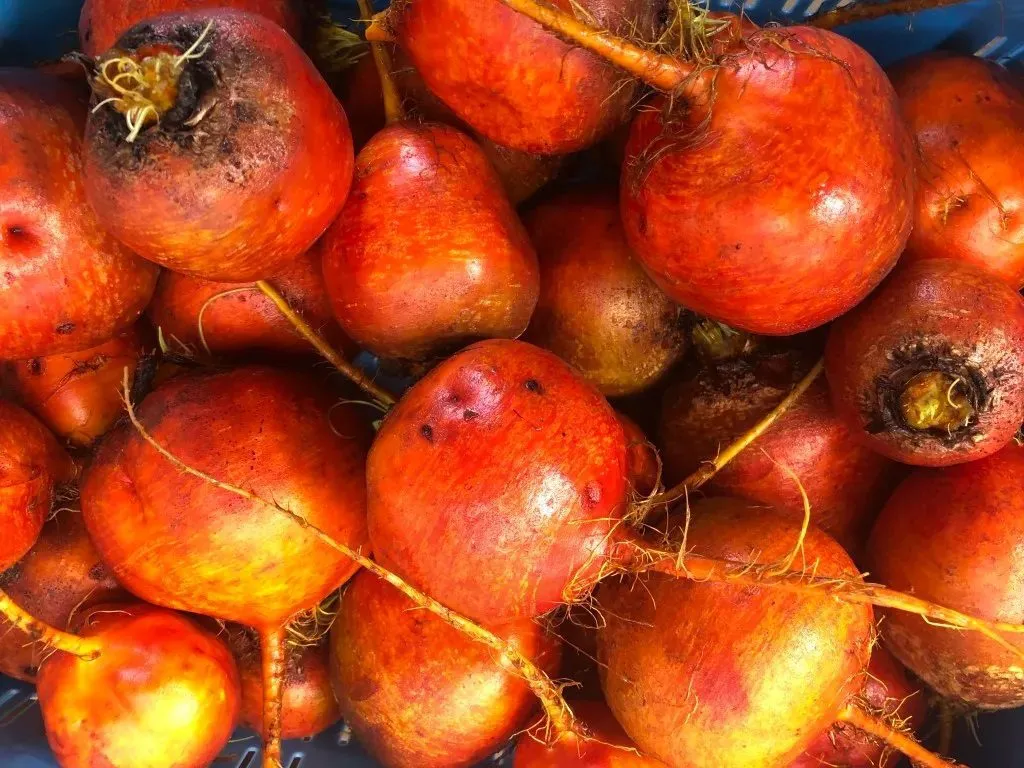 De Tuinen van MergenMetz Wintersonne biet zaden 3 gram