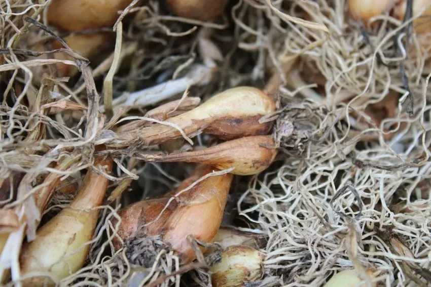 De Tuinen van MergenMetz Sint-Jansui plantuitjes 10 stuks vroeg