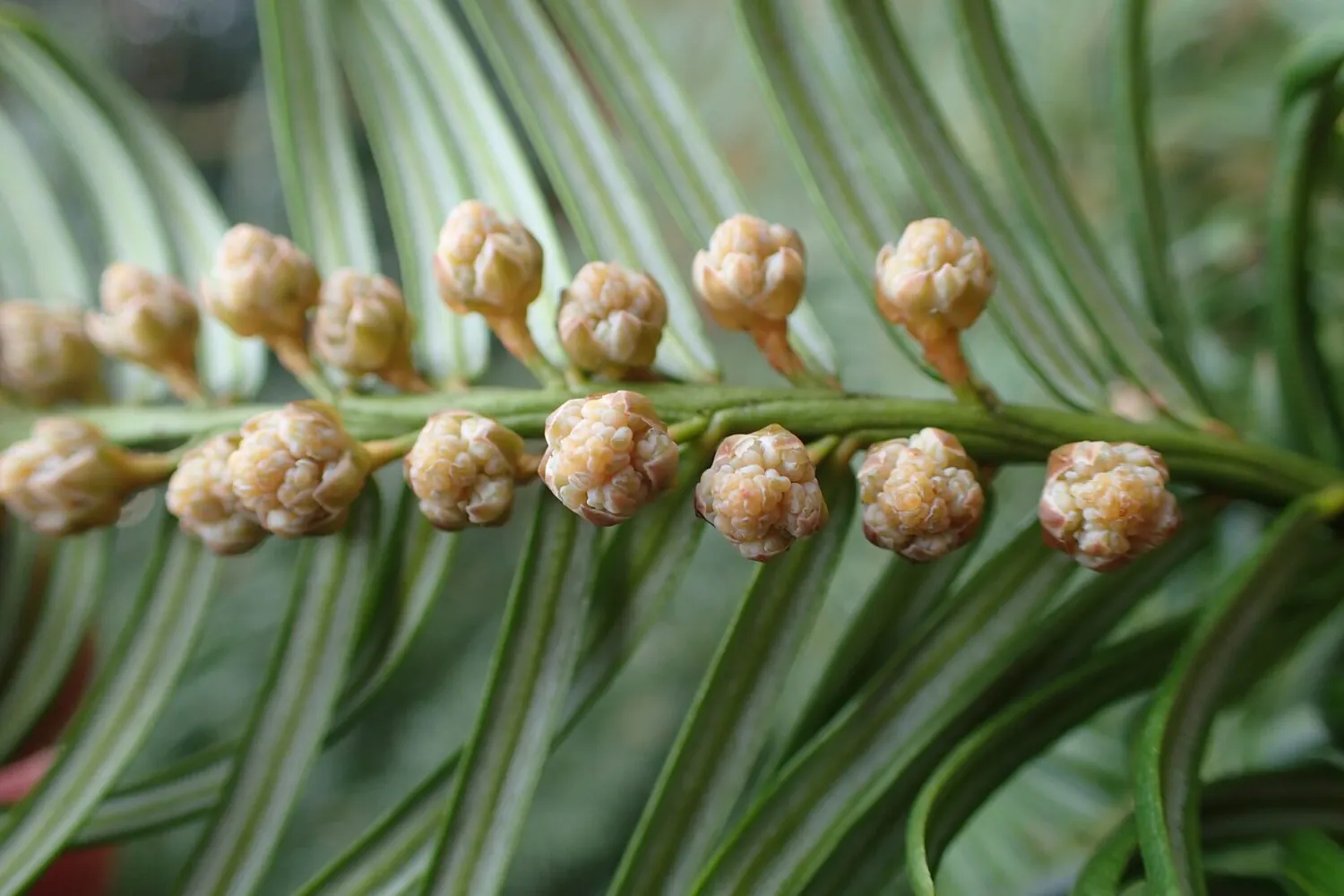 De Tuinen van MergenMetz Chinese knoptaxus plant C2 winterhard