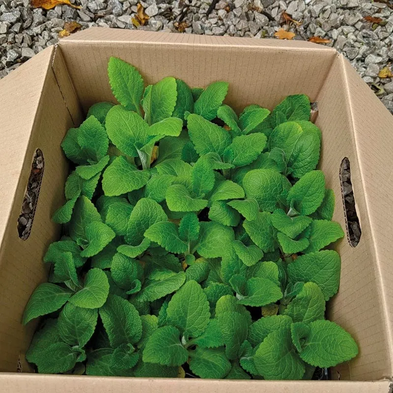 World Botanics Dalmatian Mixed vingerhoed 30 tuinplanten