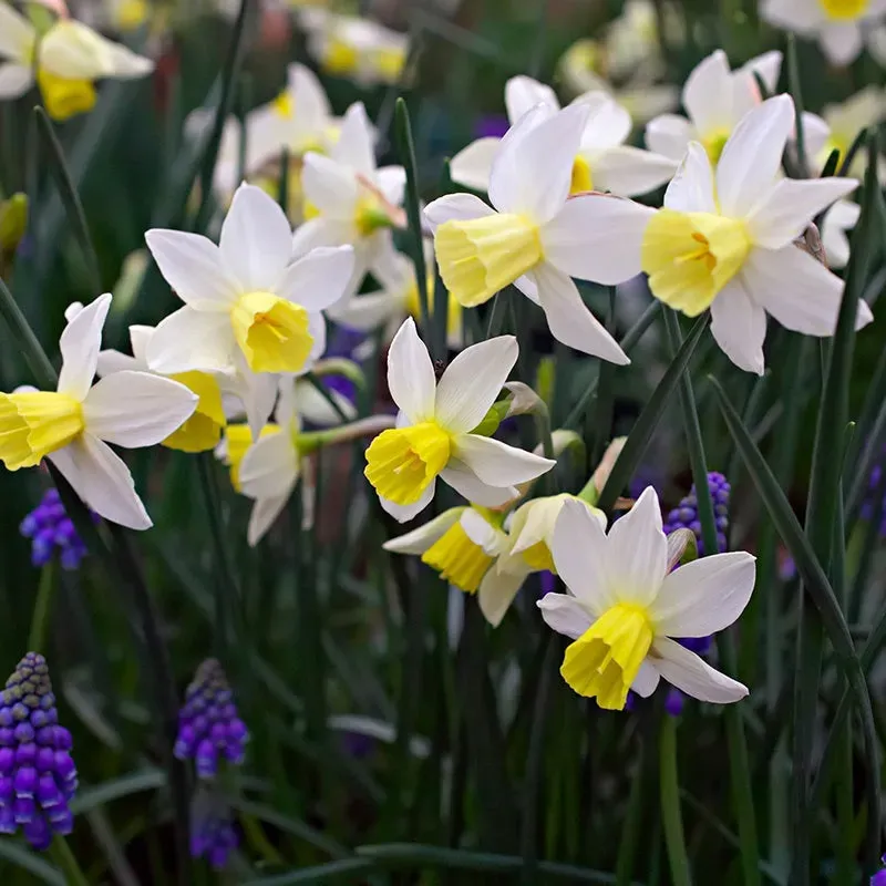 World Botanics Sailboat narcis bloembollen 15 stuks wit-geel