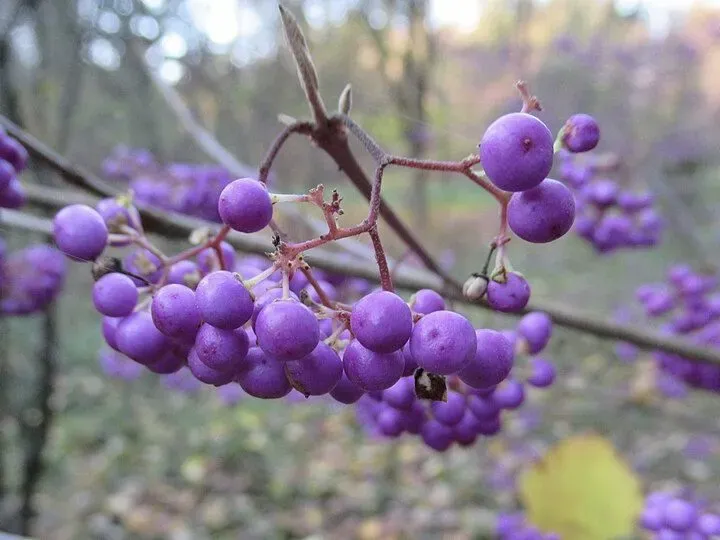 De Tuinen van MergenMetz Callicarpa mollis schoonvrucht P9