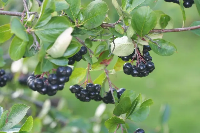 De Tuinen van MergenMetz Amit Zwarte Appelbes plant winterhard