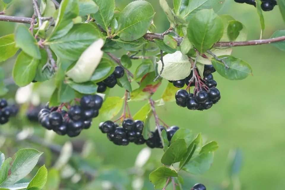 De Tuinen van MergenMetz Amit Zwarte Appelbes plant winterhard