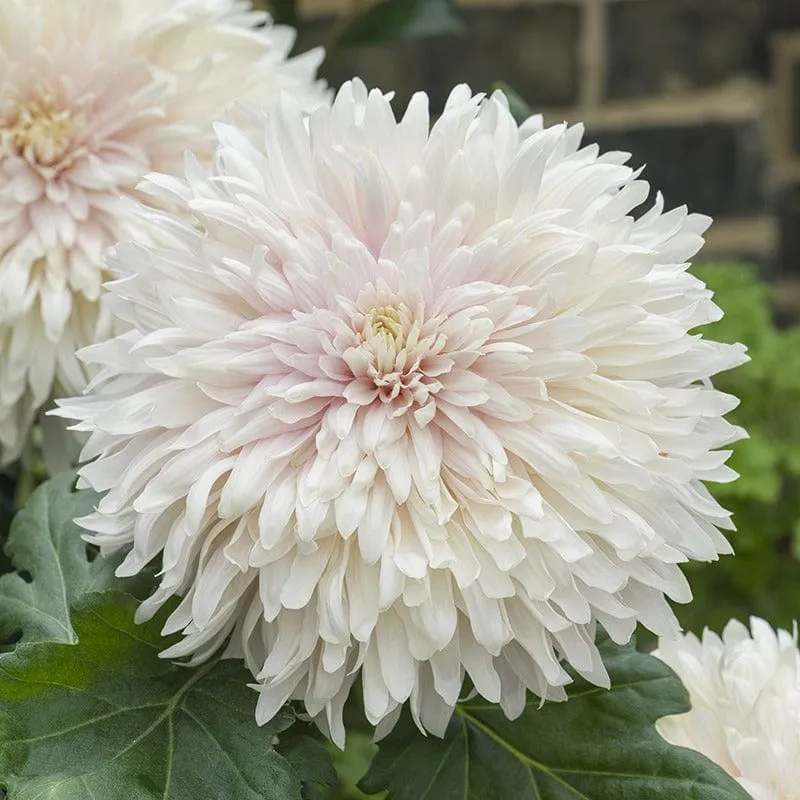 World Botanics Chrysanthemum Classic Collection 5 planten