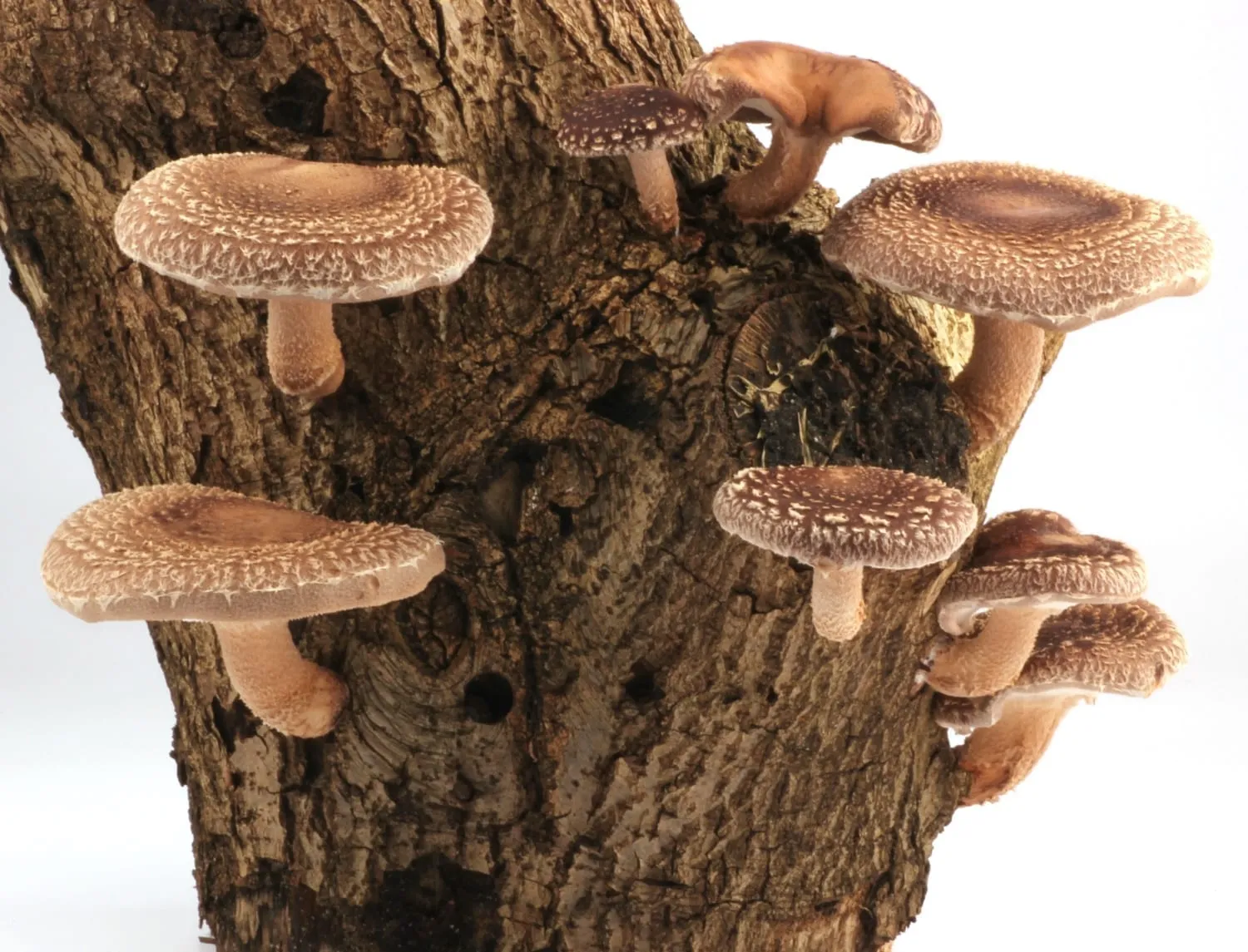 De Tuinen van MergenMetz Van Stam tot Zwam workshop paddenstoelen 10 oktober