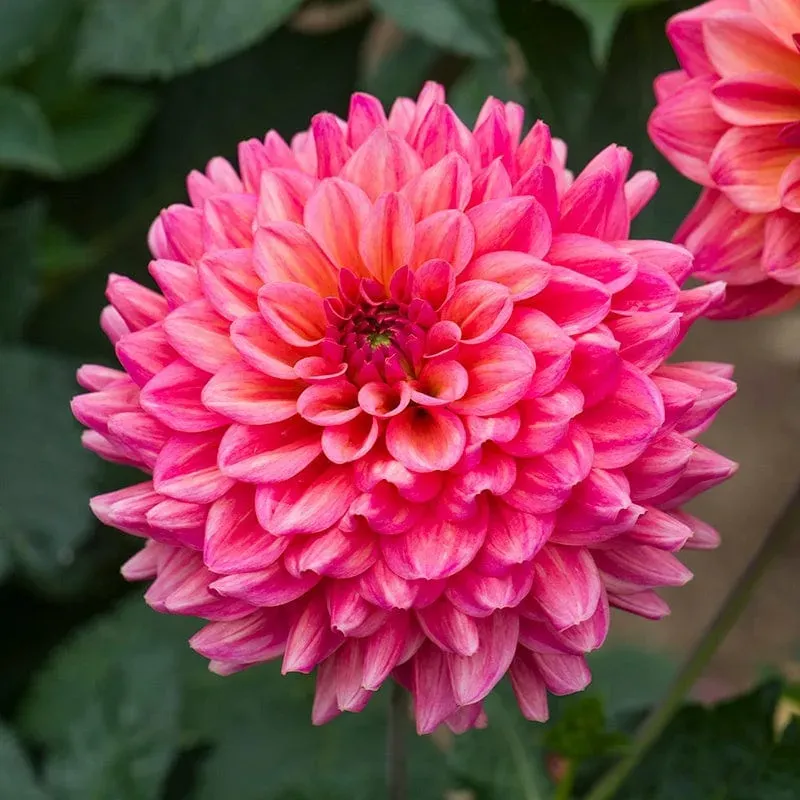 World Botanics Dahlia Salmon Runner dahlia zalmroze