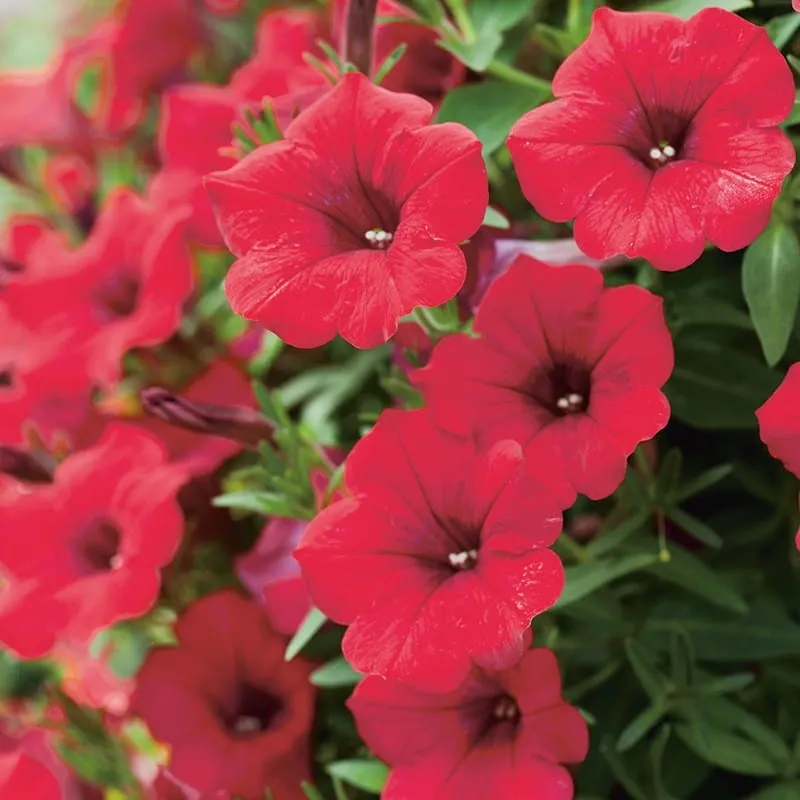 World Botanics Petunia Surfinia jonge planten 5 stuks hangend