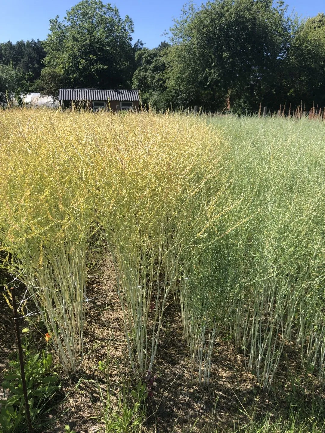 Vitale Rassen Tuinkers Wrinkle Krinkle zaden