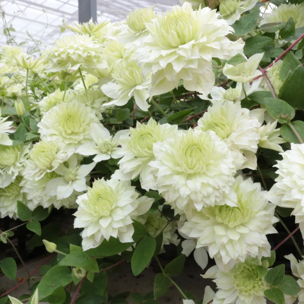 World Botanics Clematis Manju klimplant 1x 9cm pot dubbelbloemig