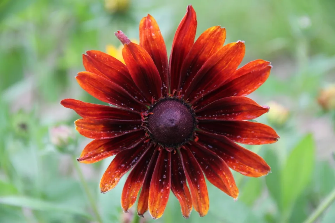 Vitale Rassen ruige zonnehoed bloemzaden onbespoten