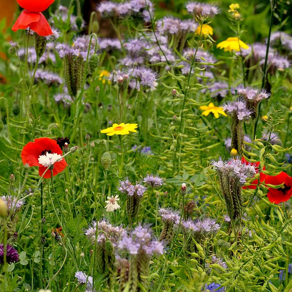 MediGran VL-20 vlinderbloemenmengsel eenjarig