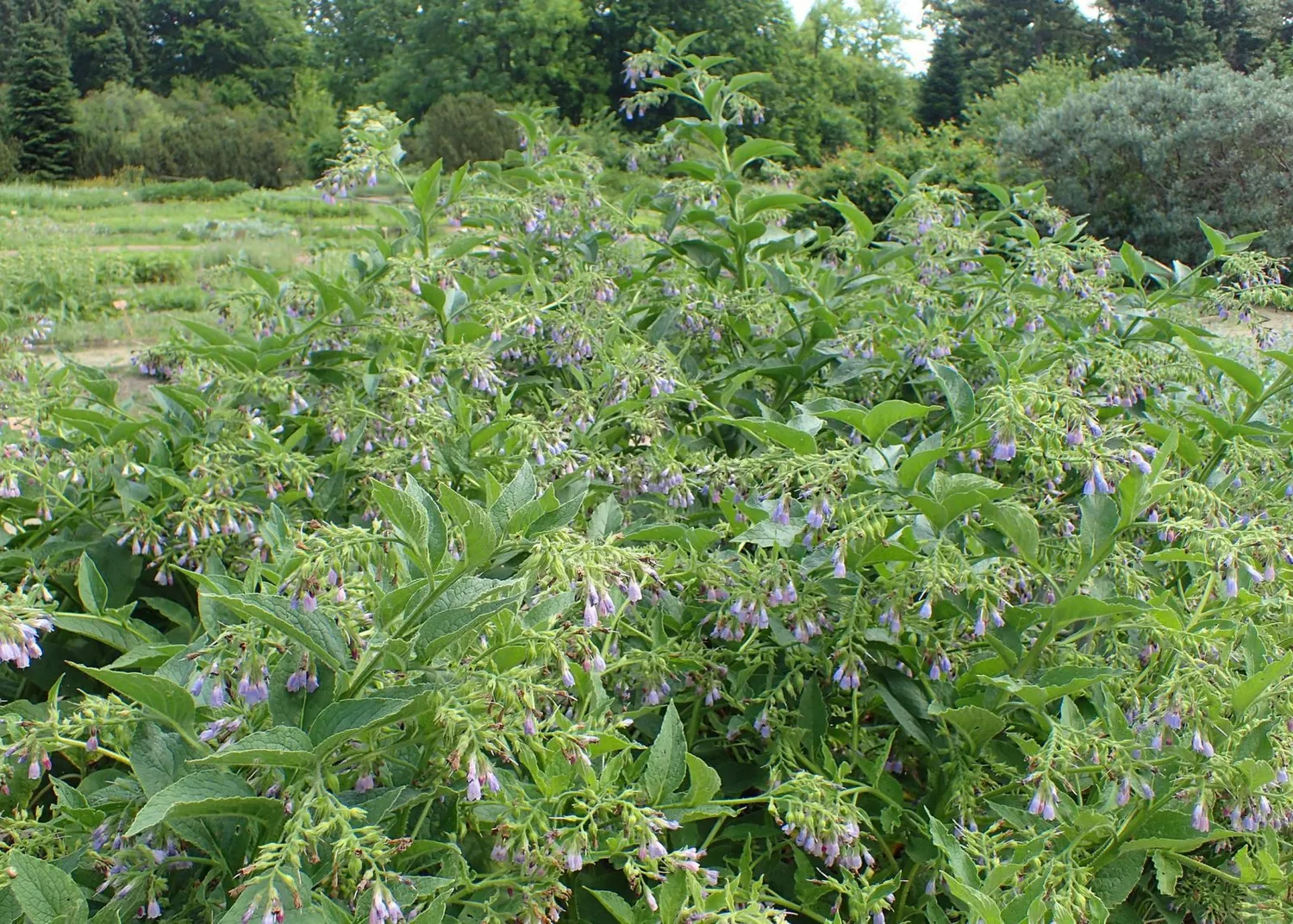 De Tuinen van MergenMetz Smeerwortel Bocking 14 plant P9 steriel