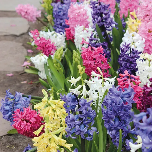 World Botanics Hyacinth Garden Mixed bloembollen 15 stuks geurend