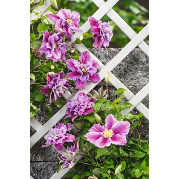 World Botanics Clematis Double Flower klimplant 3x 9cm pot dubbel