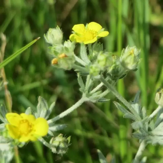 MediGran Potentilla argentea viltganzerik zaden inheems