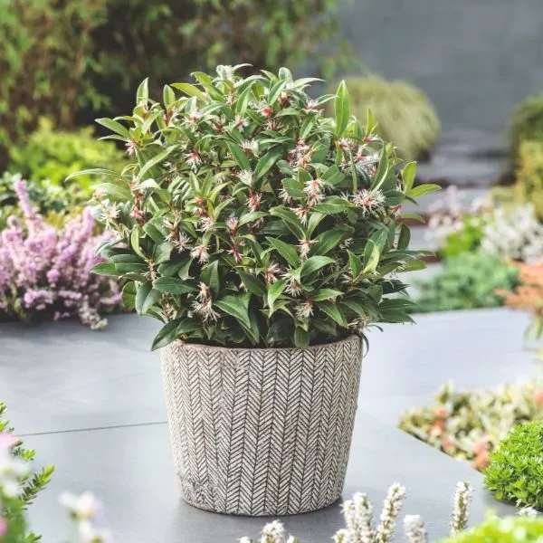 World Botanics Winter Gem sarcococca plant 9cm wintergroen