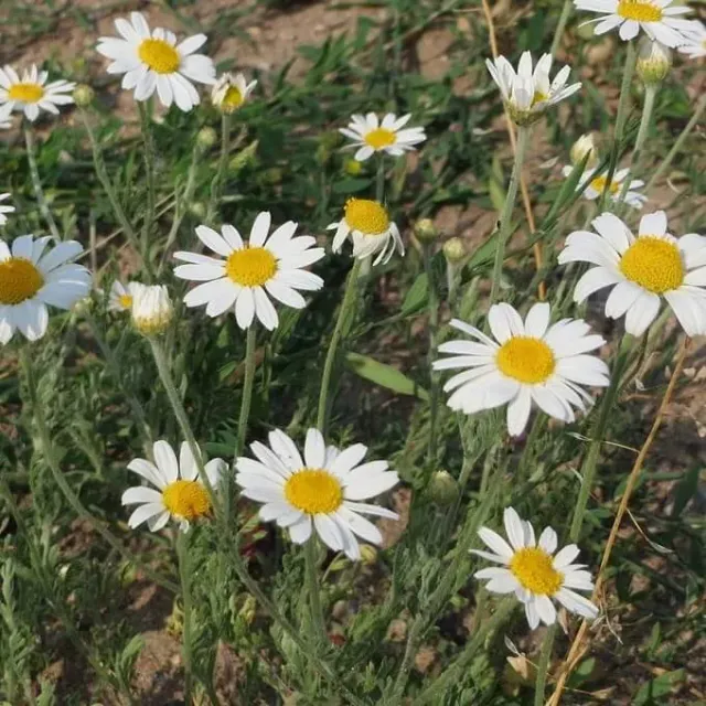 MediGran Valse kamille Anthemis arvensis zaden